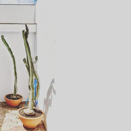 Дом отдыха Casa Dos Cactuus *